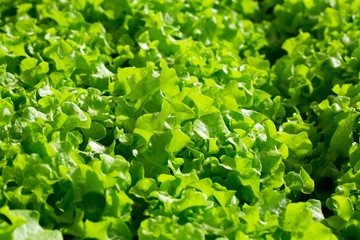 fresh green lettuce in organic farm