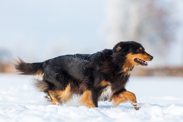 Australian Shepherd dog walking in the snow