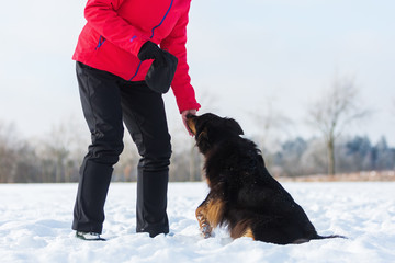 woman give a dog in the snow feed