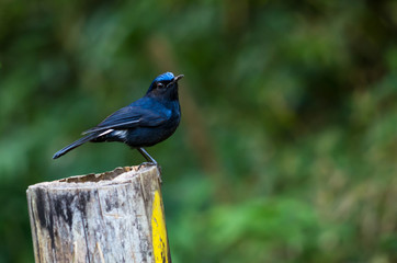 Large Niltava on the Timber in deep forest