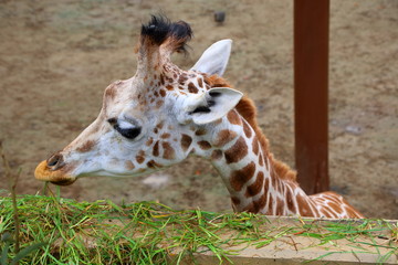 Obraz premium キリン