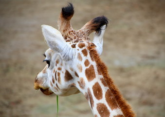 Fototapeta premium キリン