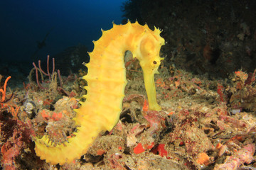 Yellow Thorny Seahorse
