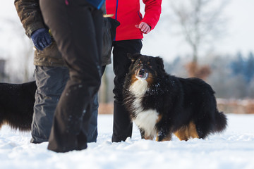 people with a dog in the snow