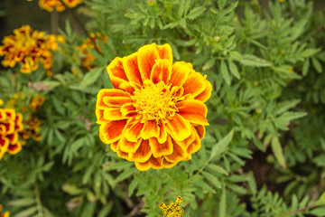 The flowers in the park there are many types and colors very beautiful.