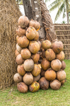 Coconuts still have in countryside in Thailand 
