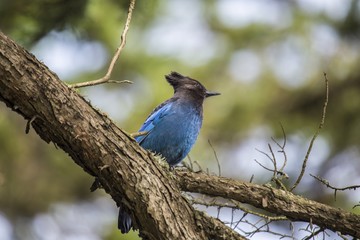 Steller's Jay (Cyanocitta stelleri)