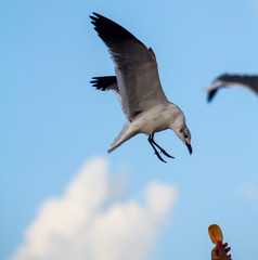 seagull miami beach