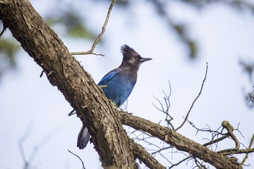 Steller's Jay (Cyanocitta stelleri)