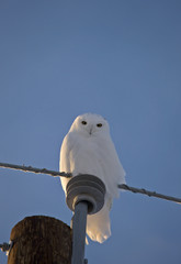 Snowy owl on Post