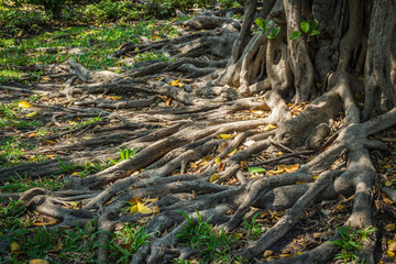 Tree Roots in a park.