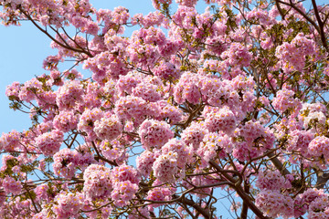 Tabebuia rosea  flower clos up