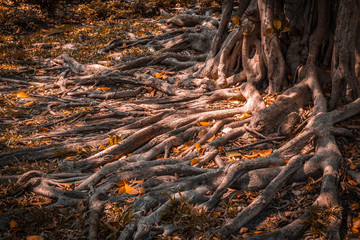 Tree Roots in a park.