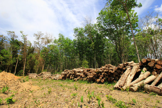 Deforestation, logging, environmental damage