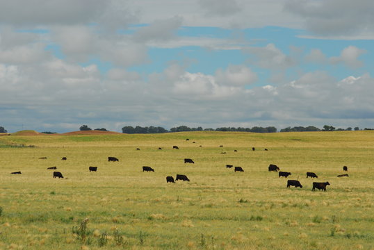 Angus negro en la pampa humeda.