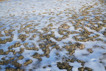 snow melting on the lawn in early spring