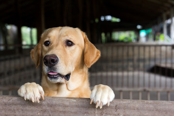 Brown dog stood and wait over the cage