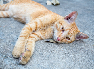 Fototapeta na wymiar Golden brown kitten lay on floor