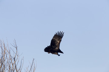 Bald Eagles in Flight