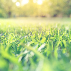 Spring and summer background concept, Close up green grass field with blurred park background and sunlight.