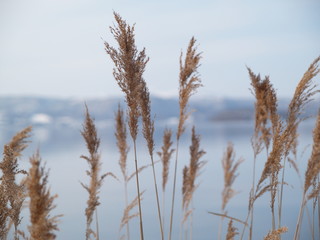 Fototapeta premium 湖畔の葦 冬景色