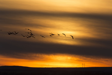 Fototapeta na wymiar Geese in Flight Sunset