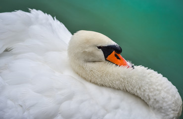 Portrait, close up of graceful white Mute swan (Cygnus olor) in morning as he swims about in a nearby woodland pond. 