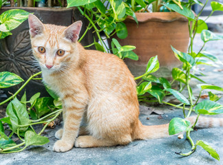 Golden brown kitten sit on floor