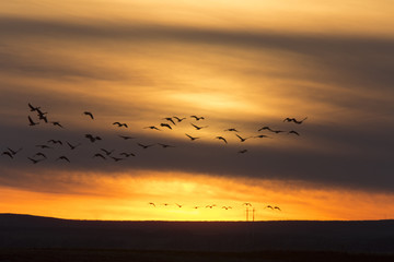Naklejka na ściany i meble Geese in Flight Sunset
