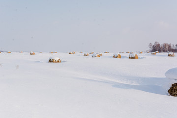 Haystack on snow. Russia Siberia hay on snow in the winter