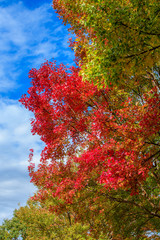 青空と紅葉