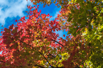 青空と紅葉