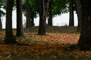 Obraz premium 森の中