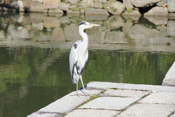 アオサギ(京都府)