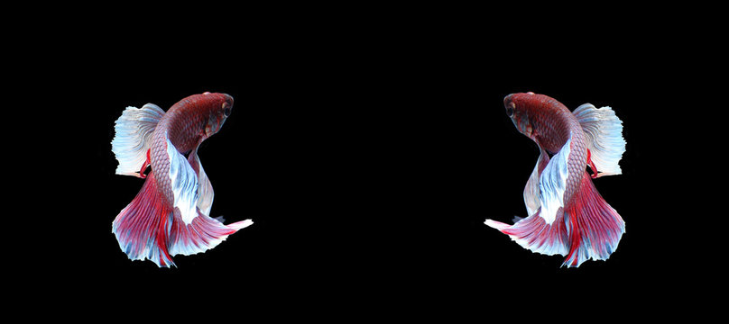 Red doubletail siamese fighting fish, betta fish isolated on bla