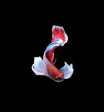 Red doubletail siamese fighting fish, betta fish isolated on bla