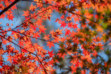 赤い紅葉