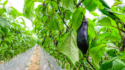 なすび © beeboys