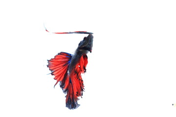 Red siamese fighting fish half moon butterfly , betta fish isolated on white background.