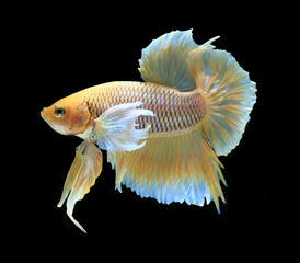 Gold siamese fighting fish, betta fish isolated on black backgro