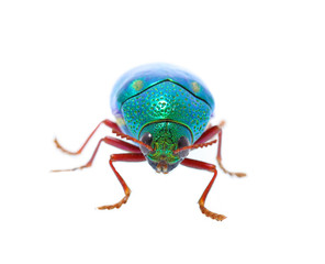 Beautiful Jewel Beetle or Metallic Wood-boring (Buprestid) top v