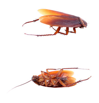 Dead cockroach isolated on a white background.