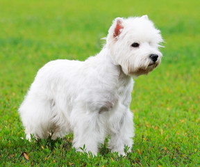 West highland terrier