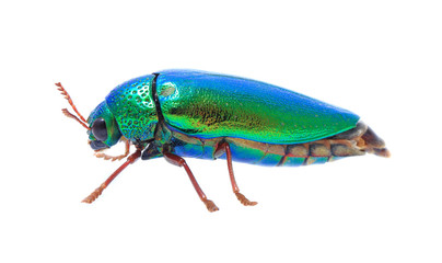 Beautiful Jewel Beetle or Metallic Wood-boring (Buprestid) top v