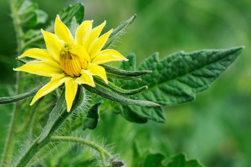 Blowing tomato flower