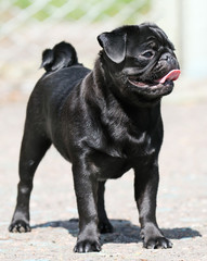 French bulldog