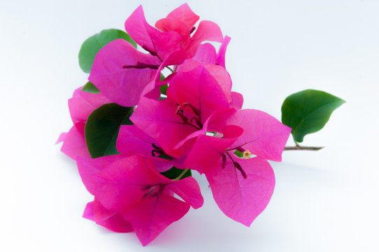 Bougainvillea on white background