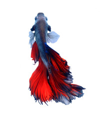Fototapeta premium Red and blue siamese fighting fish halfmoon , betta fish isolated on white background.