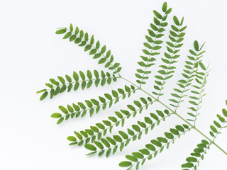 Green leaf isolated on white background