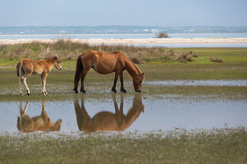 Mirrored